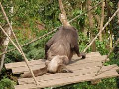 149 BIO PARC DE DOUE LA FONTAINE 7- 2016_000050